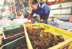 全国6成小龙虾来自湖北 俘获全国吃货出口海外