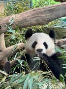 【网连世界】旅德大熊猫一家：柏林动物园的“顶流”