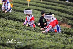 四川宜宾：早茶开采