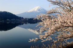 日本河口湖边樱花盛放