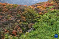 北京坡峰岭：秋日红叶引游人