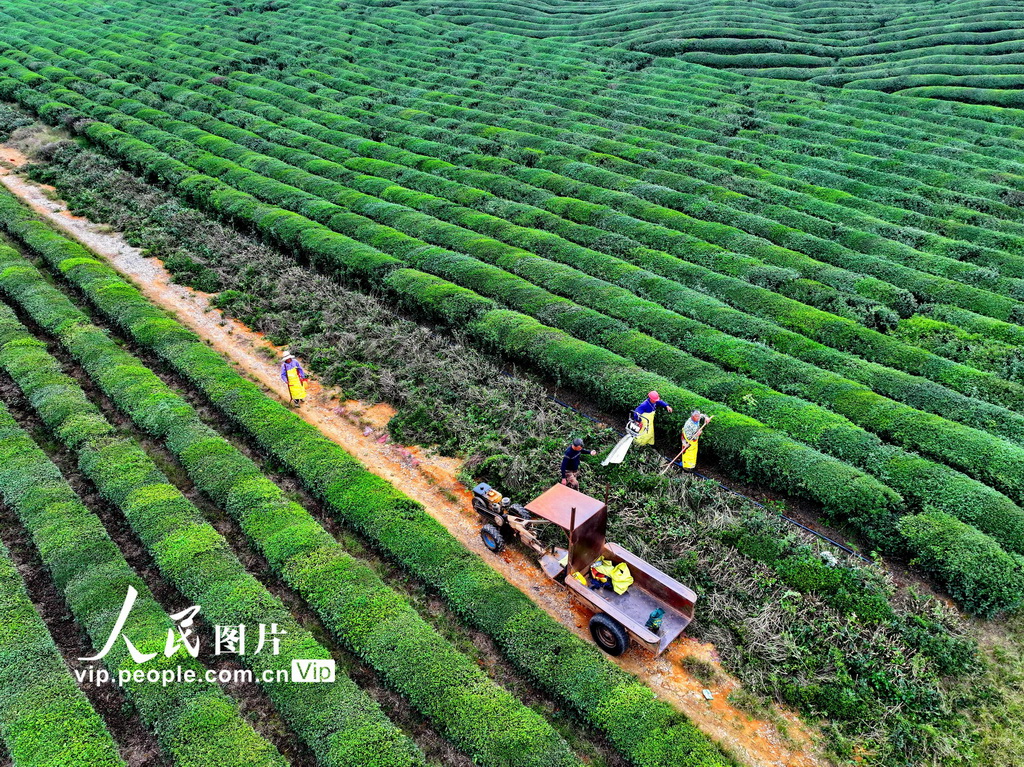 江西上高：生态茶园秋管忙